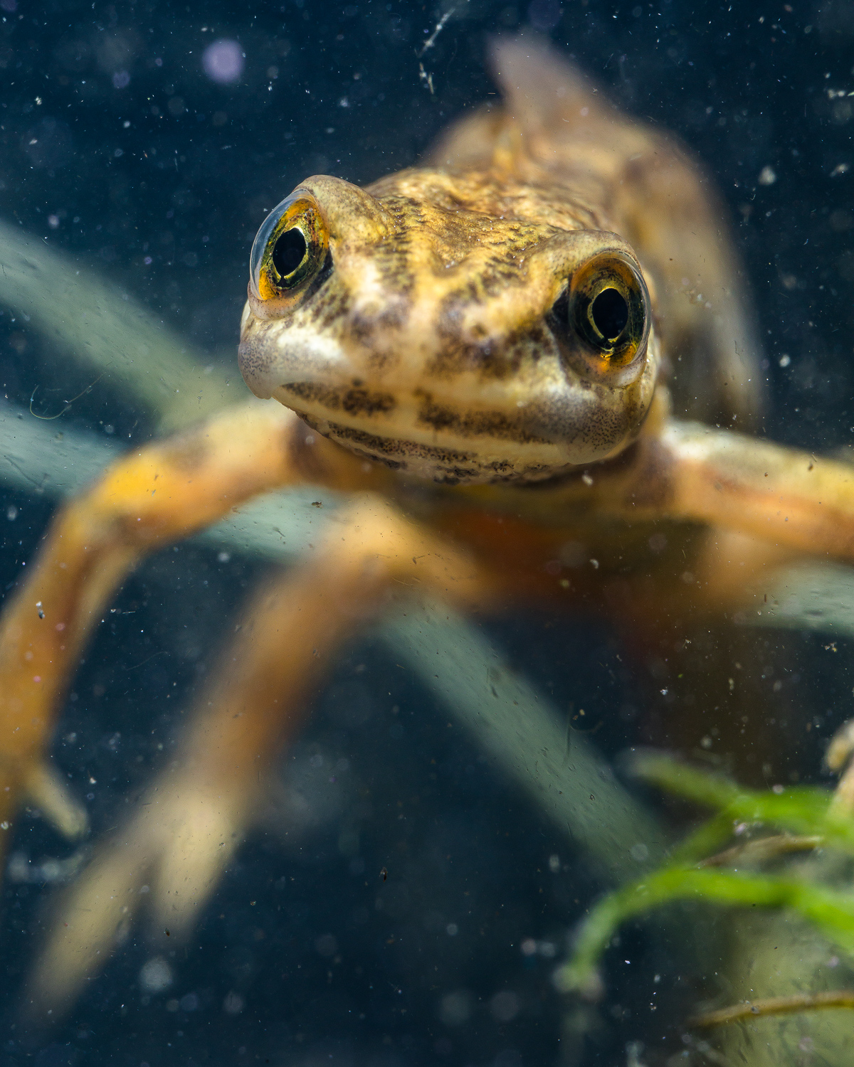 Welt hinter Glas April 2020 Artikel Naturfoto